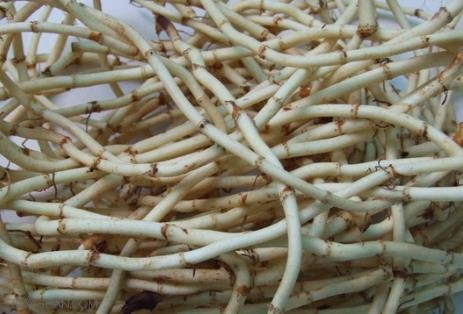 <a href=/shicai/shucai/ZheErGen/index.html target=_blank><u>折耳根</u></a>的功效与作用