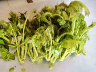 养生食谱大放送