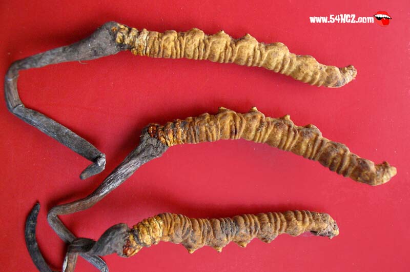 人工种植冬虫夏草1