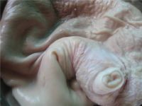 养生食谱大放送