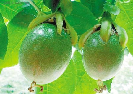 <a href=/shicai/rouqin/JiDan/index.html target=_blank><u>鸡蛋</u></a>果的营养价值有哪些