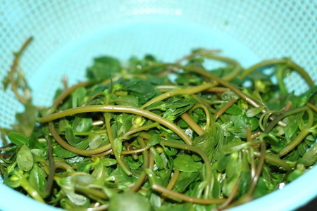 凉拌<a href=/shicai/shucai/MaChiXian/index.html target=_blank><u>马齿苋</u></a>步骤3