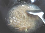 养生食谱大放送