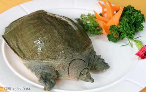 夏季食<a href=/shicai/shuichanpin/JiaYu/index.html target=_blank><u>甲鱼</u></a>的好处有哪些