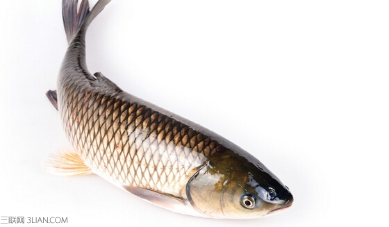 <a href=/shicai/shuichanpin/CaoYu/index.html target=_blank><u>草鱼</u></a>不能和什么一起吃