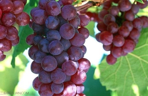 夏季多汗可以吃酸味食物