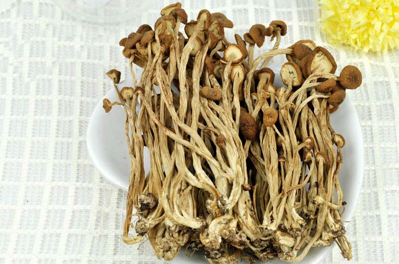 <a href=/shicai/shucai/ChaShuGu/index.html target=_blank><u>茶树菇</u></a>2