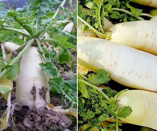 适合煲汤的六种美味蔬菜