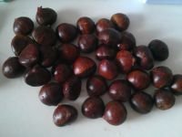 养生食谱大放送