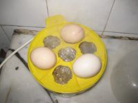 养生食谱大放送