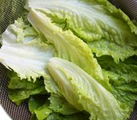 养生食谱大放送