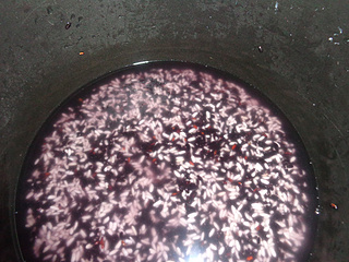 椰香<a href=/shicai/mimian/HeiMi/index.html target=_blank><u>黑米</u></a>糯<a href=/shicai/mimian/MiFan/index.html target=_blank><u>米饭</u></a>