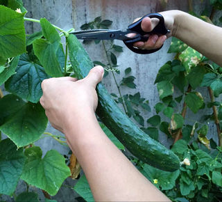 <a href=/shicai/shuichanpin/HaiZhe/index.html target=_blank><u>海蜇</u></a>丝拌<a href=/shicai/shucai/HuangGua/index.html target=_blank><u>黄瓜</u></a>