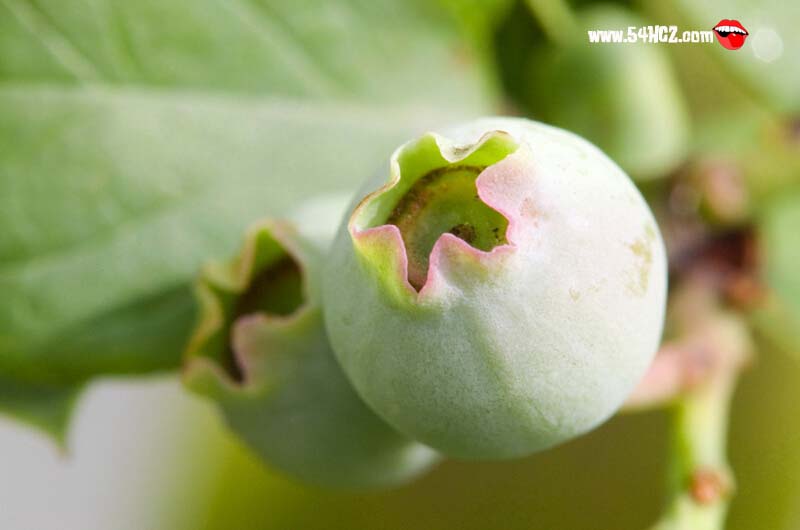 <a href=/shicai/guopin/WuHuaGuo/index.html target=_blank><u>无花果</u></a>产地3