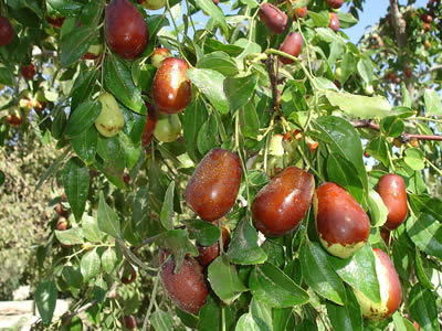 清肠降脂 哪些美味食物吃了更健康? 清肠降脂 哪些美味食物吃了更健康?