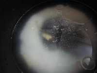 养生食谱大放送