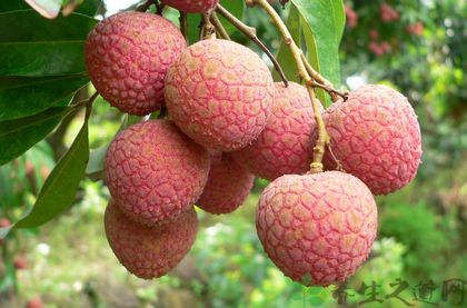 <a href=/shicai/guopin/LiZhi/index.html target=_blank><u>荔枝</u></a>怎么吃不上火