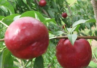 黑<a href=/shicai/guopin/Tao/index.html target=_blank><u>桃</u></a>的功效与作用