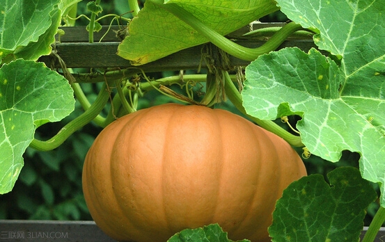 <a href=/shicai/shucai/NanGua/index.html target=_blank><u>南瓜</u></a>有四大养生食疗功效