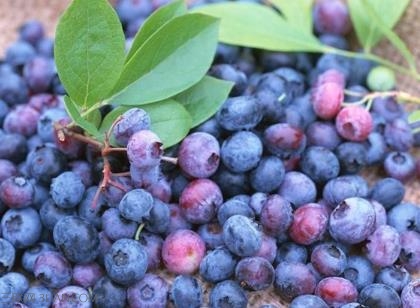 蓝靛果的营养价值