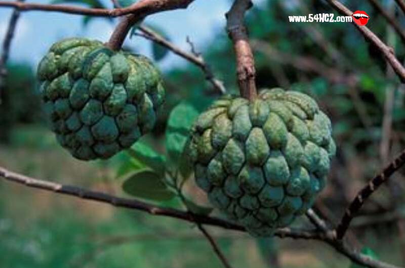 番<a href=/shicai/guopin/LiZhi/index.html target=_blank><u>荔枝</u></a>怎么吃4