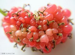 8种食物是天然的抗癌药