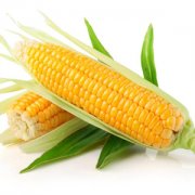 【玉米的功效与作用】玉米煮多久能熟_玉米须泡水喝的功效_玉米须的药