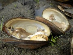 河蚌怎么洗干净