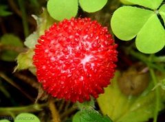 蛇莓能吃吗？蛇莓的营养价值