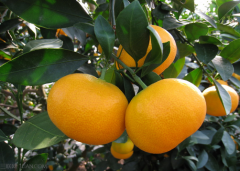 蜜桔的功效与作用