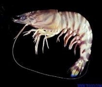 【斑节对虾】斑节对虾的做法