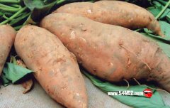 食物禁忌：白薯不能和什么一起吃?