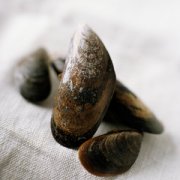 【淡菜是什么】淡菜的做法_淡菜的功效