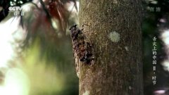 舌尖上的中国 第二季:时节